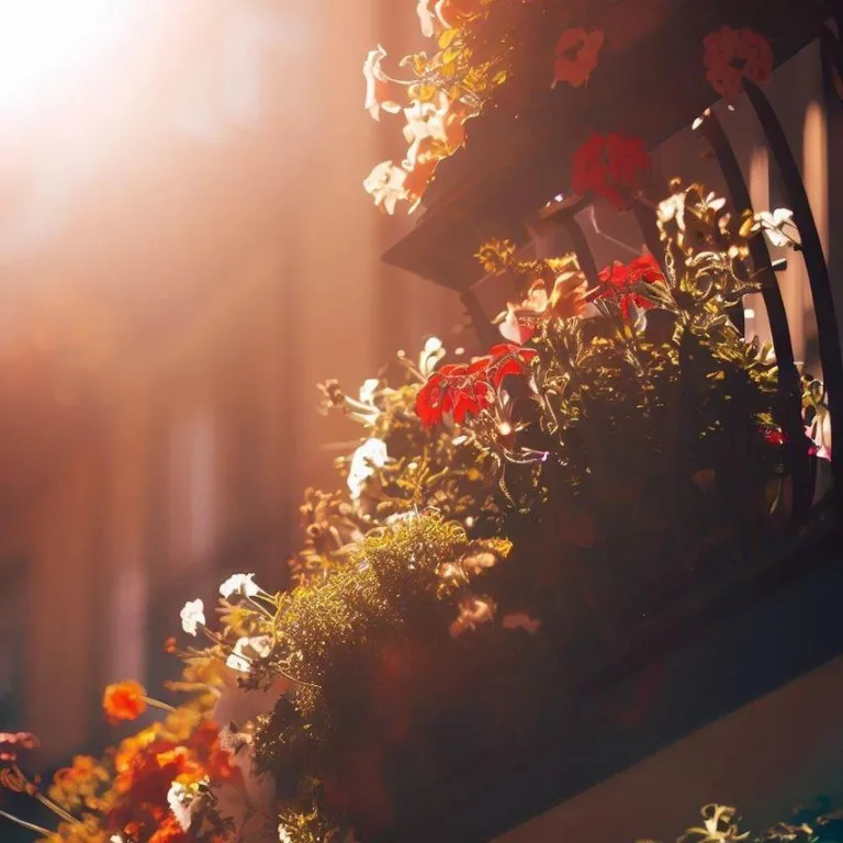 Balkonové květiny na přímé slunce